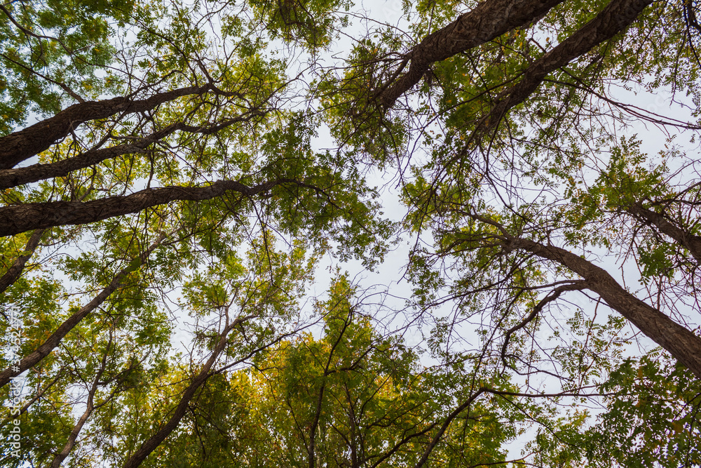 Fototapeta premium Green treetops.
