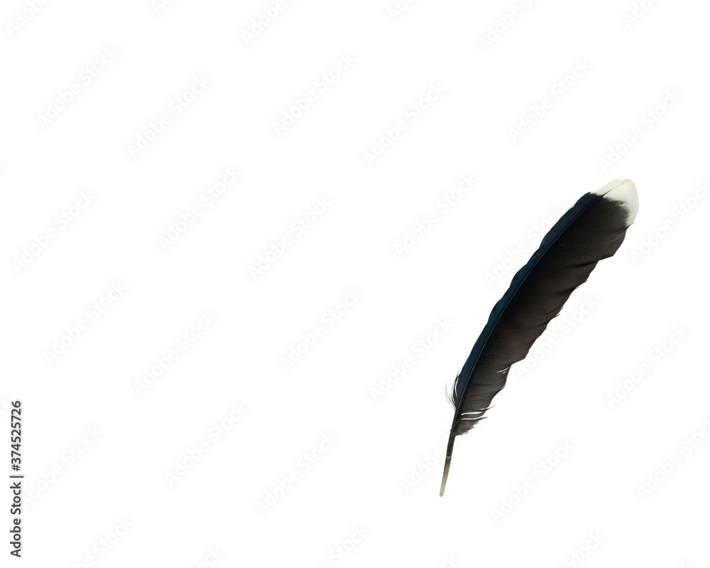 feather isolated on white feather isolated on white