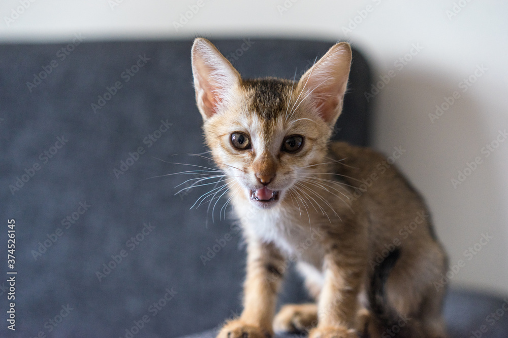 Cute small tabby Bengal kitten sits on the couch, copy paste text, soft focus