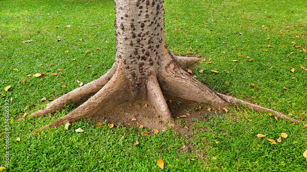 Fototapeta premium Old tree roots in the park,