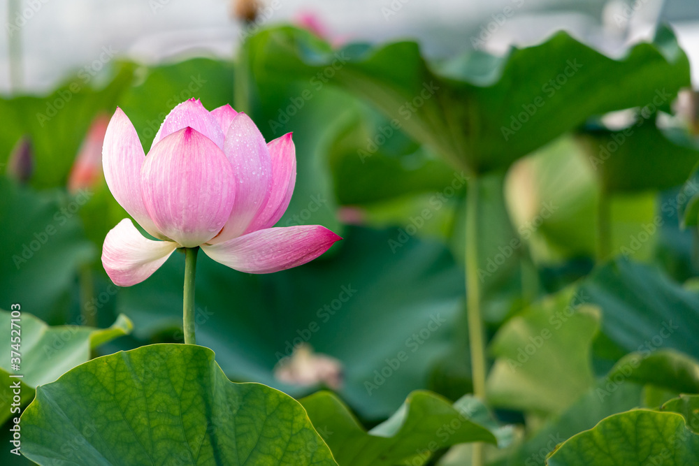 a pink lotus flower in the rain that bloomed among the large lotus leaf. a pink lotus flower in the rain that bloomed among the large lotus leaf.