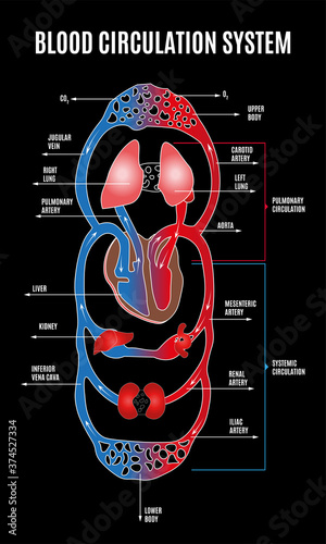Human circulatory system. Diagram of circulatory system with main parts labeled. illustration of great and small circles of blood circulation in flat style. Eps 10