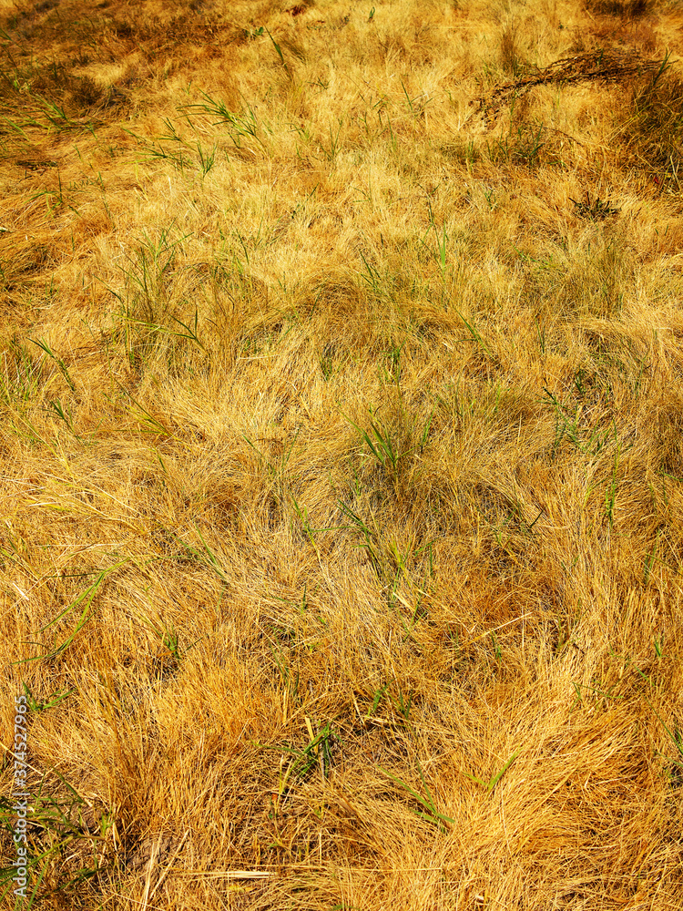 dried autumn grass in steppe as background dried autumn grass in steppe as background