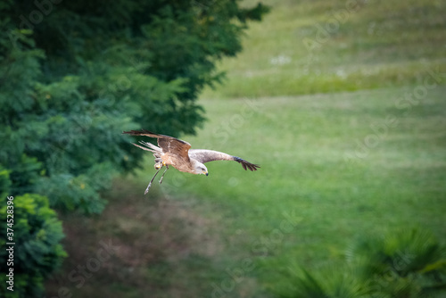 faucon en vol 1 © JeanPhilippe