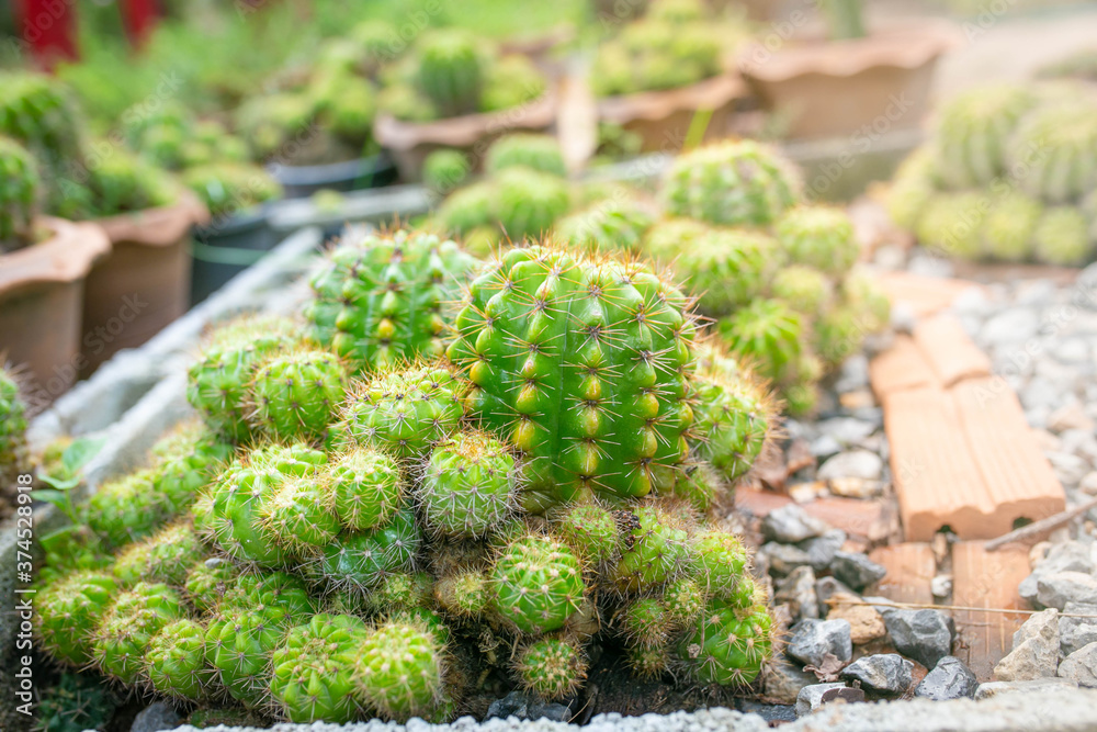 Close up of green cactus, Echinopsis calochlora K.Schum. home interior. Close up of green cactus, Echinopsis calochlora K.Schum. home interior.