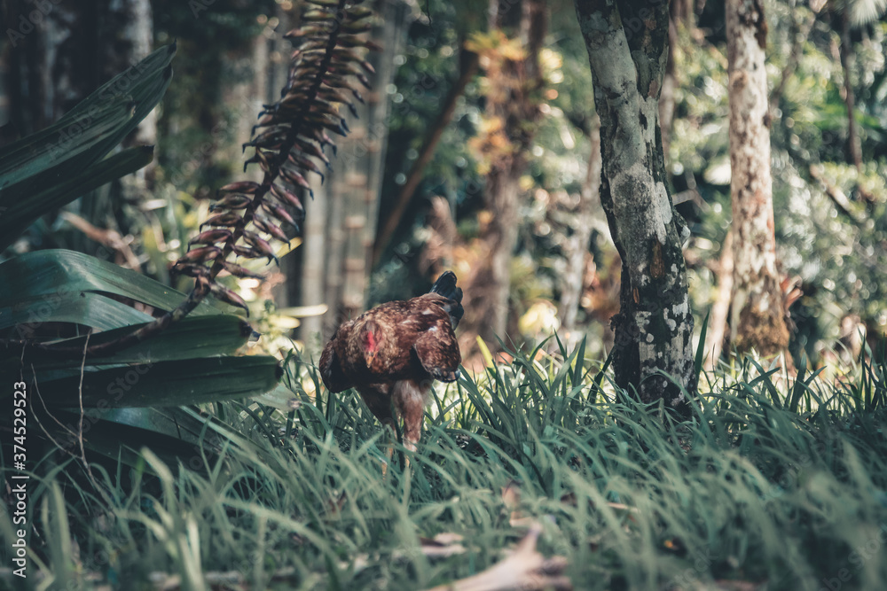 Obraz premium Chiken in nature 