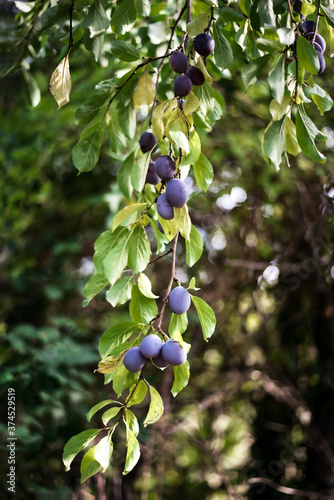 Damson plums ripening on plum tree growing in organic garden.