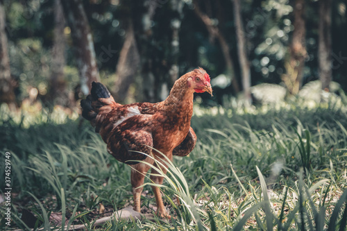 Chiken in nature 