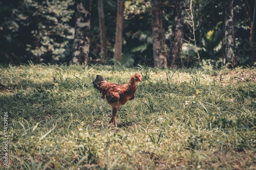 Chiken in nature 