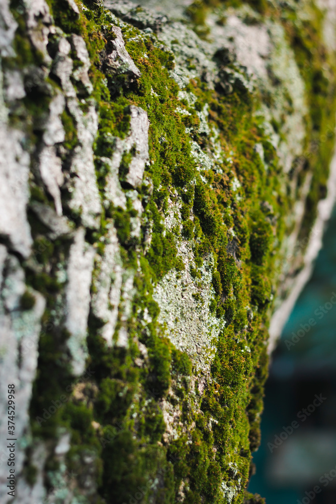 Green moss on the bark of a tree. Macro photo with sunlight Green moss on the bark of a tree. Macro photo with sunlight
