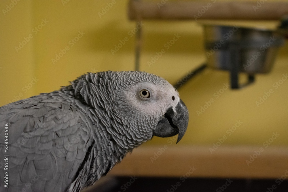 Obraz premium An African Gray Parrot Looking at the Camera With a Yellow Wall Behind Her