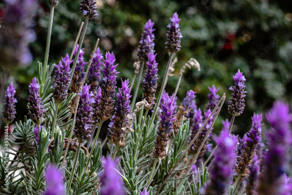 Obraz premium Wonderful lavender field in Mendoza