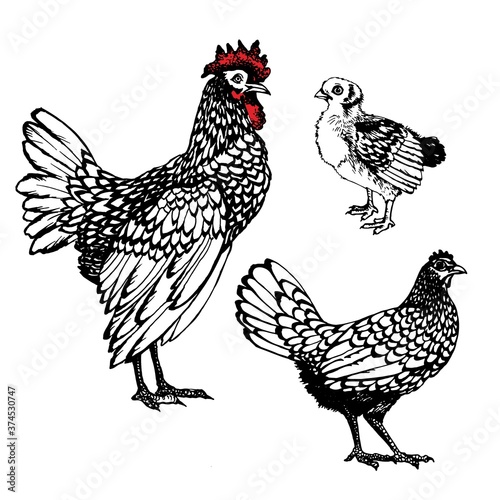 Rooster vector graphics . Rooster illustration of a graphic liner, engraved in vintage style. illustration for farms and production, eco product, natural. Label for chicken of the product.