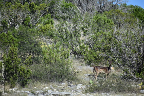 close up of a chocolate fallow doe deer