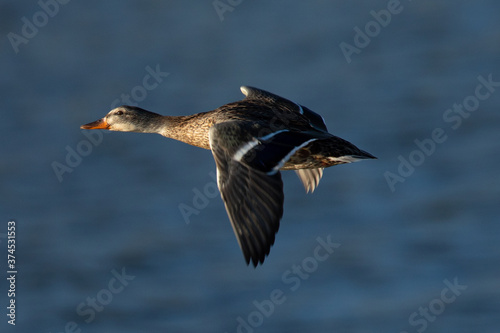 Panning view of a female wild,  seen in a North California marsh © ranchorunner
