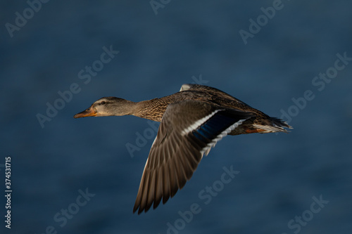 Panning view of a female wild,  seen in a North California marsh © ranchorunner