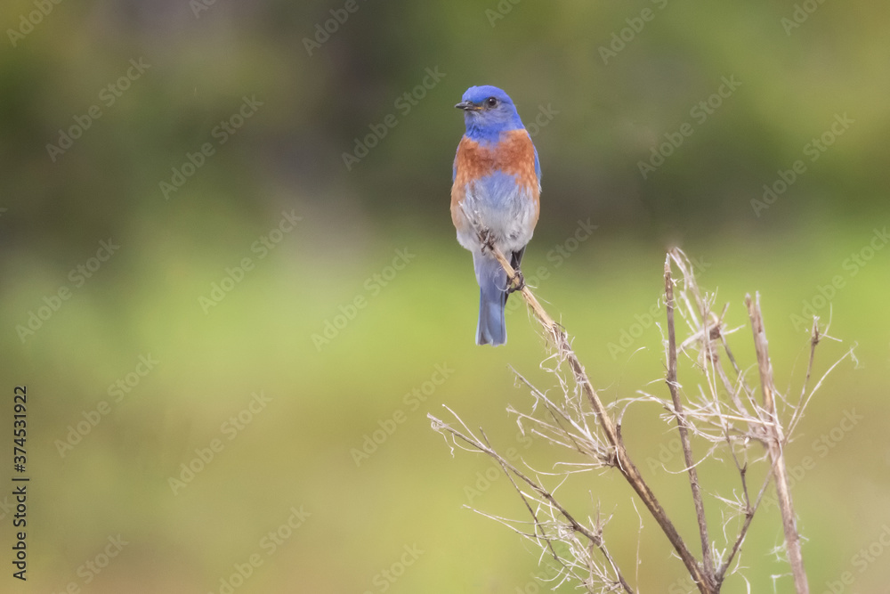 Original wildlife photograph of a Western Bluebird perched on top of a dry branch in the meadow