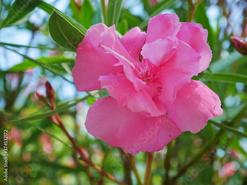 pink rose flower