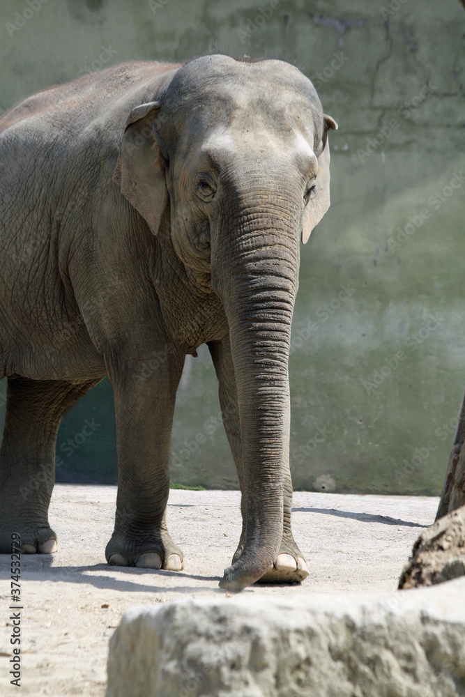 Naklejka premium asiatischer_Elephant