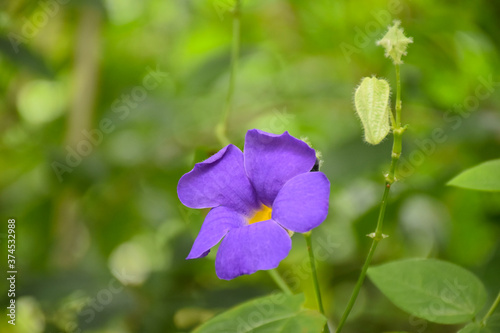 Closeup view of single purple flower Thunbergia battiscombei on the green background