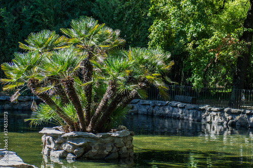 palmy rośliny widok zieleń park