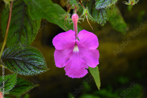 Closeup view of single purple Achimenes grandiflora flower (Hot water plant, family: Gesneriaceae) with green leaves, floral background
