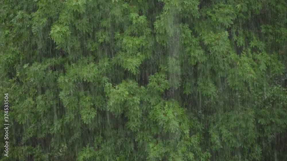 Heavy rain is falling against the background of the foliage of trees.