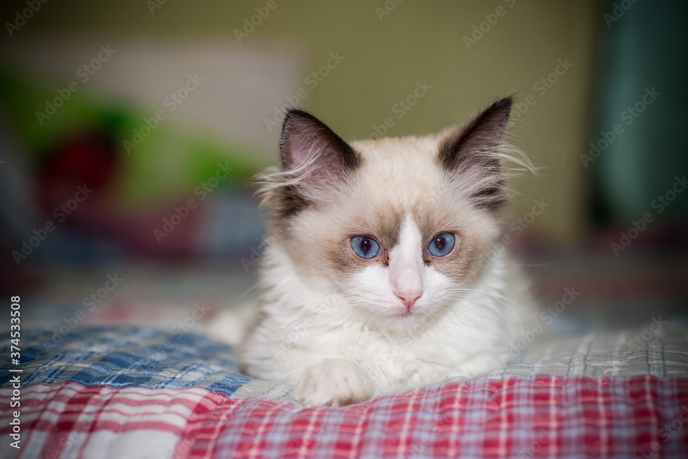 two month old Ragdoll kitten at home