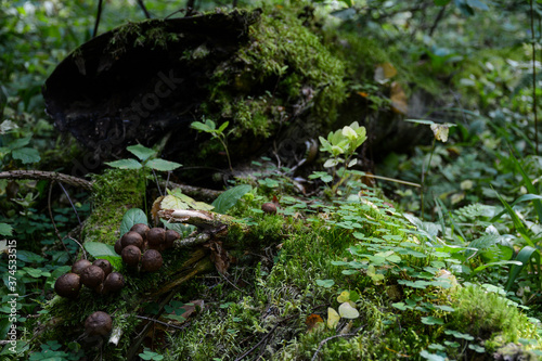 Mushrooms growing among moss on a fallen tree near Lake Svetloyar in Nizhny Novgorod region, Russia