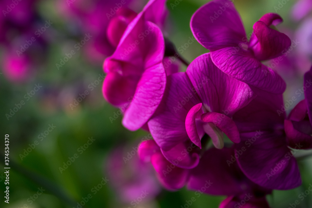 Fototapeta premium Purple wild sweet pea