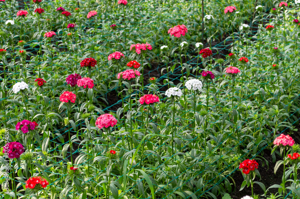 Flower plantation in a greenhouse image stock