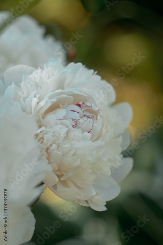 Closeup of blooming white peony flowers under natural light in the summer garden