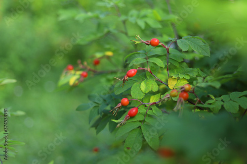 Branches with fruits of ripe red rosehip in the garden. Selective focus. Harvest rose hips.