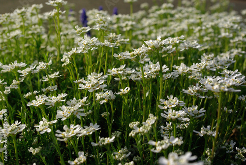 Wiosenna łąka pełna małych białych kwiatów podczas słonecznego poranka.