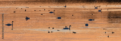 Ptaki spokojnie pływają na stawie o zachodzie słońca - krajobraz na staw rybny