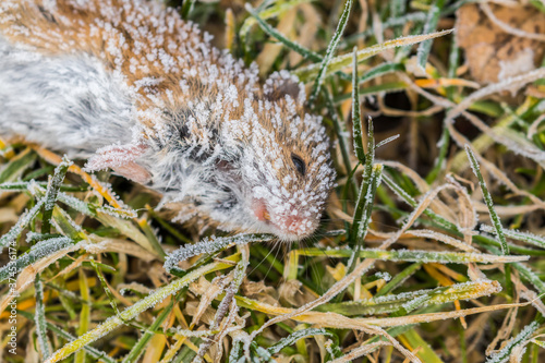 Zdechła mysz Murinae w kryształkach lodu na mrozie