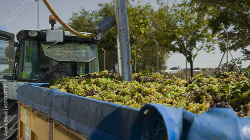 Recolección de uva pedro Ximenez en campos Españoles