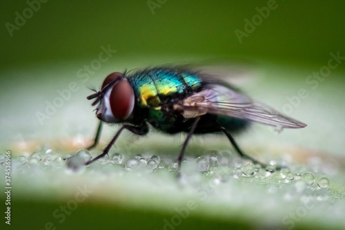 fly on leaf © Hippolyte