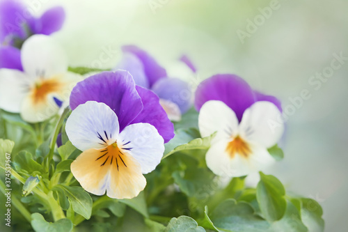 Original close up photograph of a bunch of purple and orange violas against a green background 