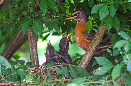 Closeup of a robin feeding their baby birds with worms (in a nest)