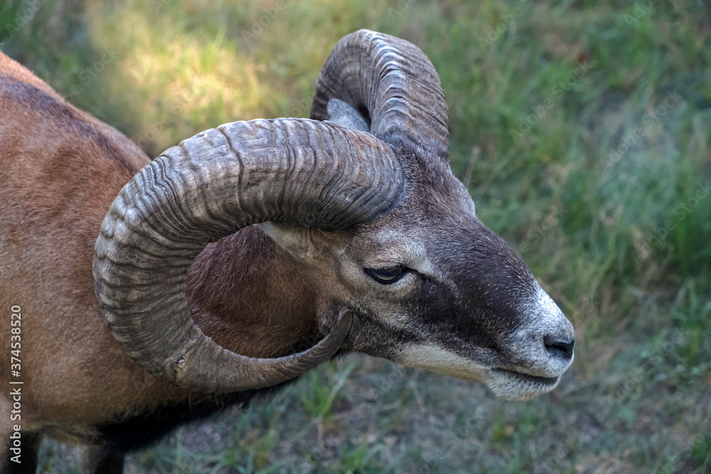 Close-up of wild ram or mouflon head against grass background