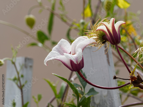 Clématites du texas (Clematis texensis) aux fleurs de couleur blanche et pourpre, coeur et étamines rouge brun au feuillage vert clair sur tiges vrillées et grimpantes photo