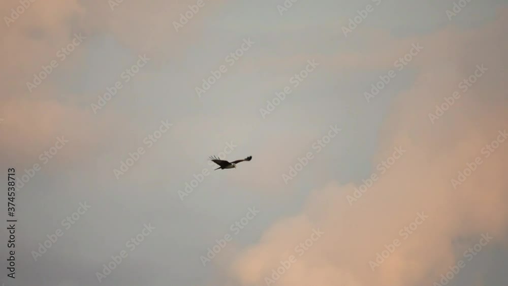 Bird of prey in flight at sunset.
Brahminy kite eagle with spreading red wings flying and soaring over big lake looking for prey ,hd slow motion low angle view. Bird of prey in flight at sunset.
Brahminy kite eagle with spreading red wings flying and soaring over big lake looking for prey ,hd slow motion low angle view.
