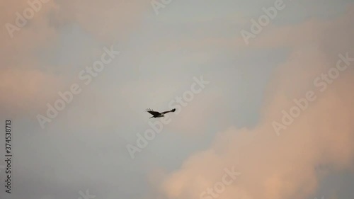 Bird of prey in flight at sunset.
Brahminy kite eagle with spreading red wings flying and soaring over big lake looking for prey ,hd slow motion low angle view.