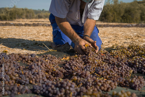 trabajadores secando las uvas al sol para la elaboración de vino Pedro Ximenez
