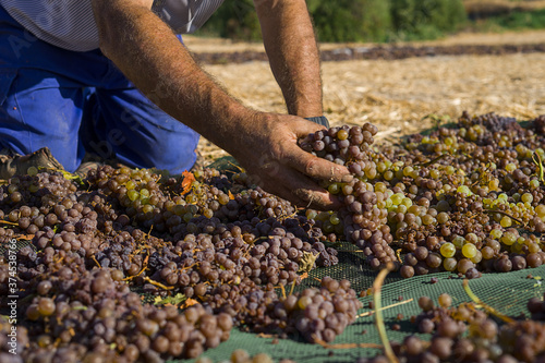 trabajadores secando las uvas al sol para la elaboración de vino Pedro Ximenez