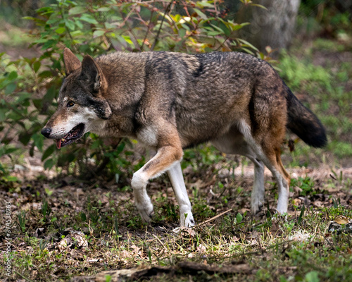 Wolf  Red Wolf  stock photos.  Red Wolf endangered species. Red Wolf close-up profile. Image. Picture. Portrait.