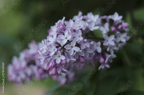 Lilac branch on a green background