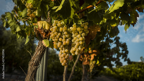 racimos de uva variedad pedro Ximenez  en viñedos de Andalucía España photo