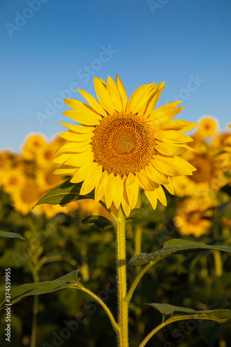 Le Tournesol.